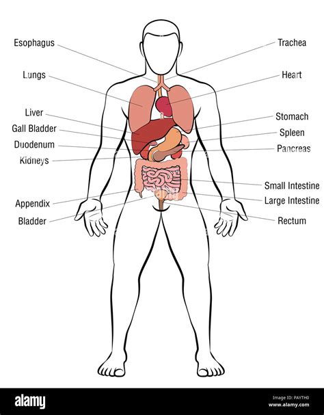 Los órganos Internos El Cuerpo Masculino Esquema Anatomía Humana
