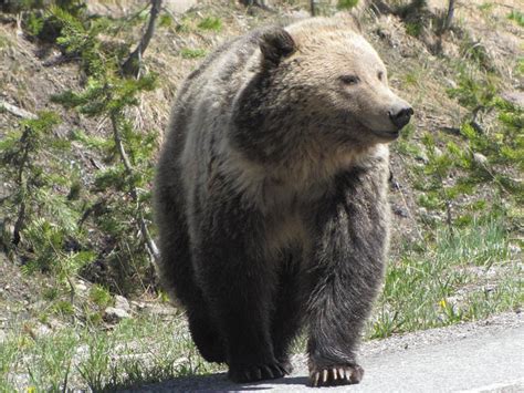 Feds Eye Opening N Idaho Road In Grizzly Bear Habitat Boise State