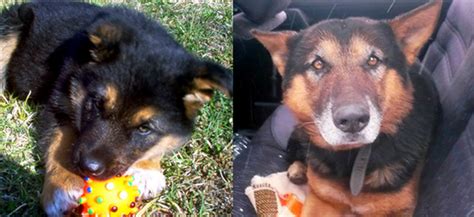 Index Belföld Hét év után tért haza egy debreceni kutya