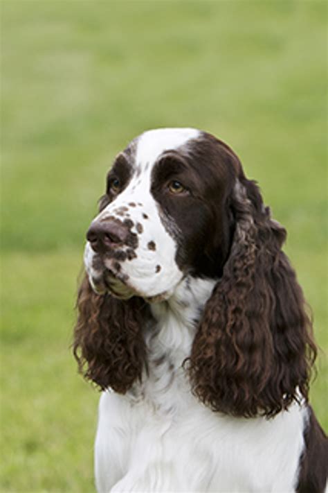 Spaniel English Springer Breeds A To Z The Kennel Club