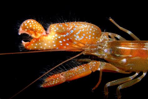 Meet The Feisty Pistol Shrimp That Kills With Bullets Made Of Bubbles