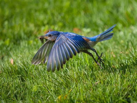 How To Attract Bluebirds To Your Yard 12 Tips That Work Bob Vila