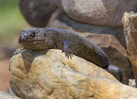 More Spikes — Cunninghams Skink