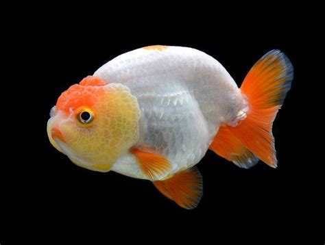 Ranchu Goldfish Care Guide Varieties Lifespan And More With Pictures