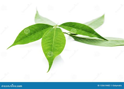 Fresh Rubber Tree Leaves Stock Photo Image Of Natural 135619482