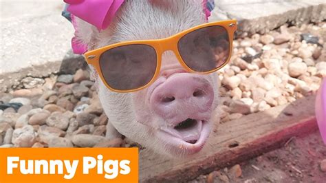 Cutest Silly Pigs Funny Pet Videos Youtube