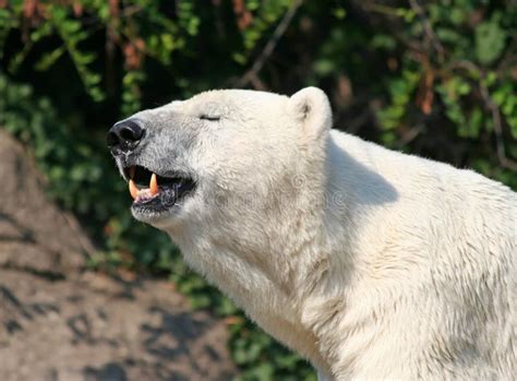 Polar Bear Showing His Teeth Stock Image Image Of Tooth Wildlife