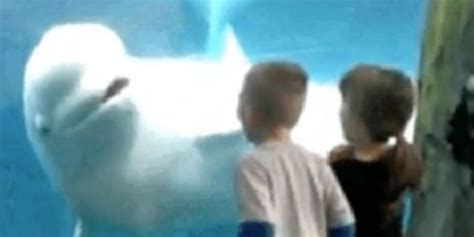 This Beluga Whale Figuring Out It Can Scare Kids Is The Funniest Animal