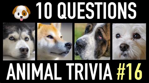 Animal Trivia Quiz 16 10 Dog Trivia Questions And Answers Pub Quiz