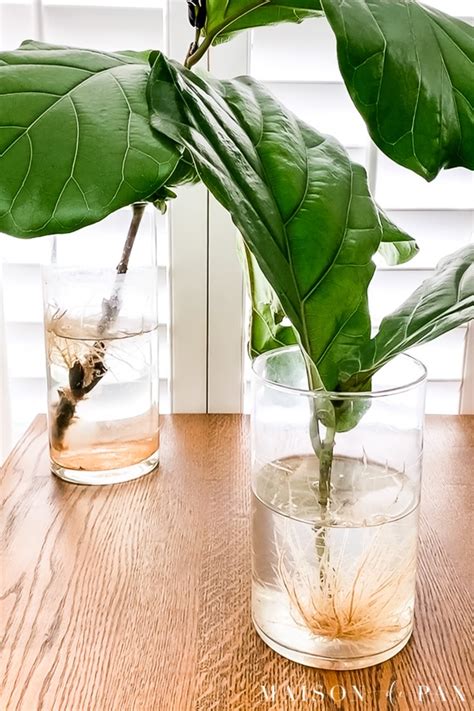 How To Propagate Fiddle Leaf Fig Clippings Maison De Pax