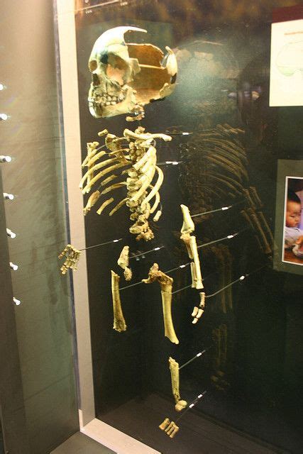 A Young Neanderthal Prehistoria Evolución Humana Y Arqueología