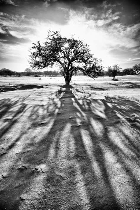 Sun Tree Shadow In The Snow By Jan Teeuwen On 500px Shadow