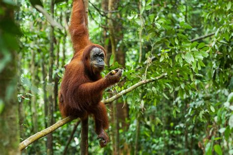 Animals indonesia mengutuk keras perbuatan keji ini. Fantastic animals of Indonesia and where to find them - Destinations - The Jakarta Post