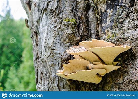 Bottom Of Fungus Growing From Tree Bark Stock Photo Image Of Biology
