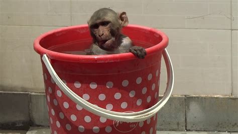 Monkey Taking A Bath Youtube
