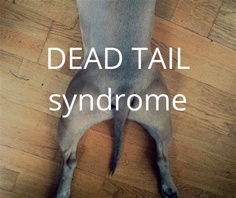 Dead Tail Syndrome Symptoms Causes And Treatment — Canine Works