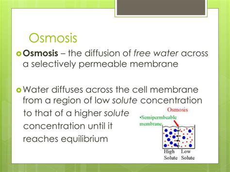 We did not find results for: PPT - The Cell Membrane PowerPoint Presentation, free ...