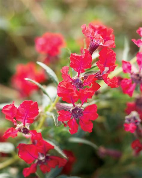 Here's a list of the best red flowers that attract hummingbirds: Cuphea Totally Tempted A compact form, heat and drought ...