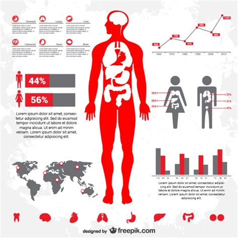 Human Body Infographic Free Vector دروس الفوتوشوب Photoshop Tutorials