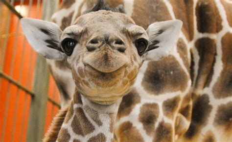 Liz likes her job at the zoo. PHOTOS: Dobby the Denver Zoo's baby giraffe - The Denver Post