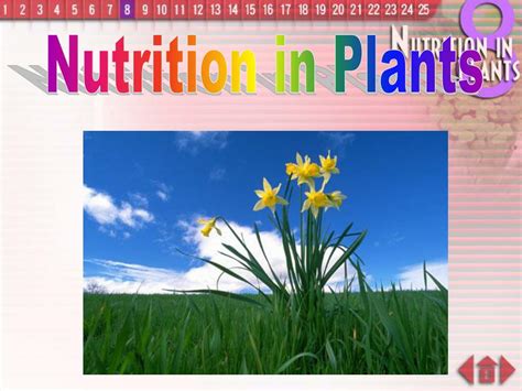 Ppt Nutrition In Plants Powerpoint Presentation Free Download Id