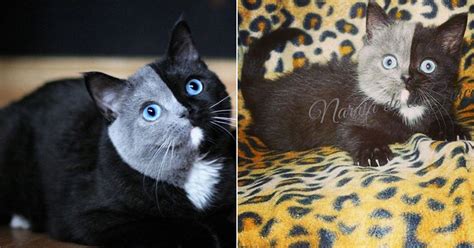 I Cant Stop Staring At This Two Toned Cat With Blue Eyes 15 Pics