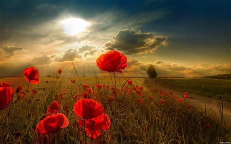 Poppy Full Hd Wallpaper And Background Image 1920x1200 Id408856