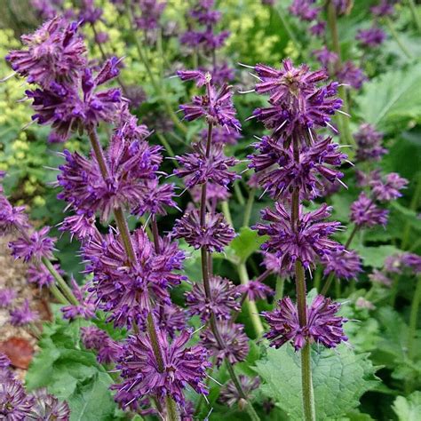 They're easy to grow, thrive in shade and flower for months. Purple Rain Salvia Plants for Sale (Lilac Sage) | Free ...