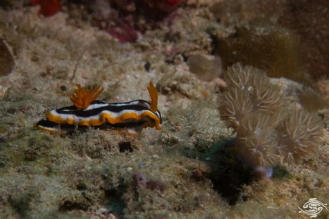 Nudibranchs Diet