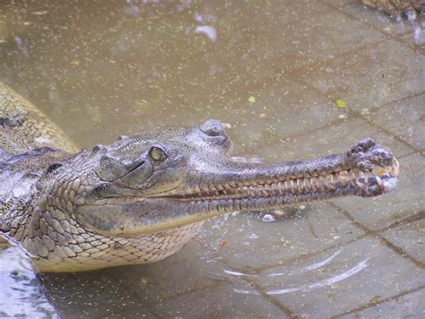 Interesting According To Me The Gharial Crocodile