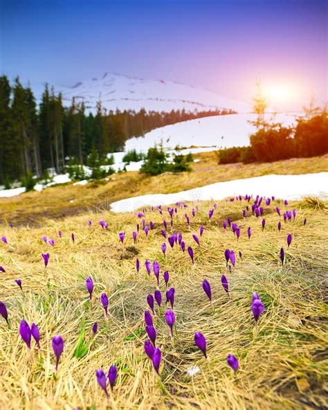Spring Mountain Landscape With Snow And Fir Forest Stock Image Image