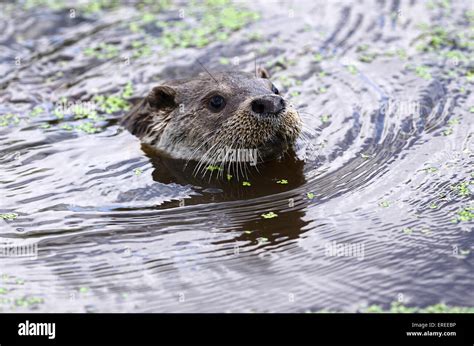 Otter Swimming In Water Uk Stock Photo Alamy