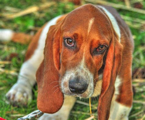 Adult Red And White Basset Hound Basset Dog Eyes Face Hd Wallpaper