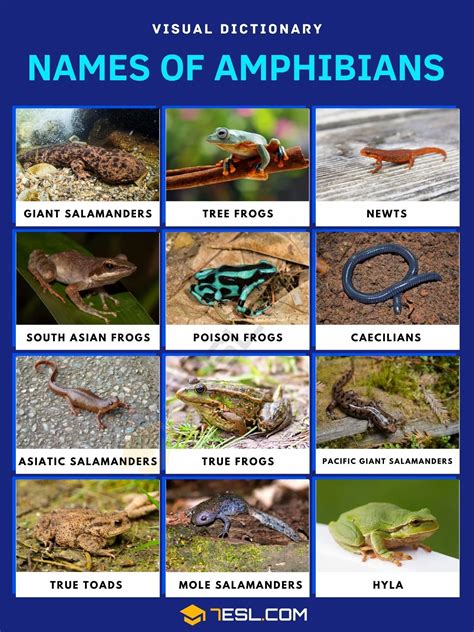 Amphibians Animals Pictures With Names Agustinaresmoody