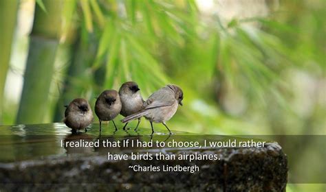 bird quotes quotations  birds famous quotes
