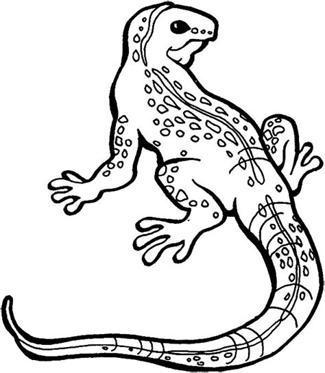 Lizard Drawing Pictures At Getdrawings Free Download