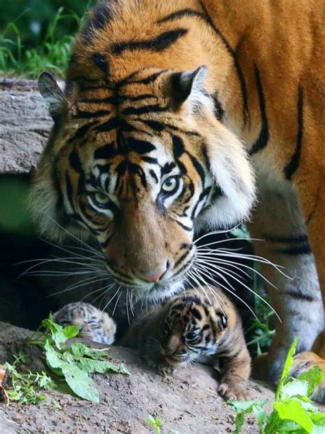 Tiger Twins Birth Caught On Camera At Chester Zoo