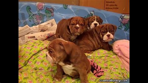 Shrinkabulls style english bulldog gender: Rare Chocolate English Bulldog Puppies - YouTube