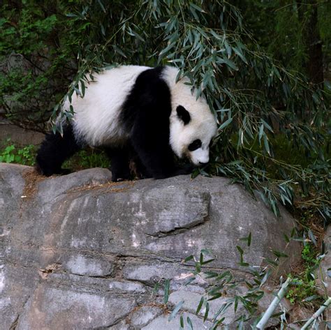 Panda Updates Monday September 22 Zoo Atlanta