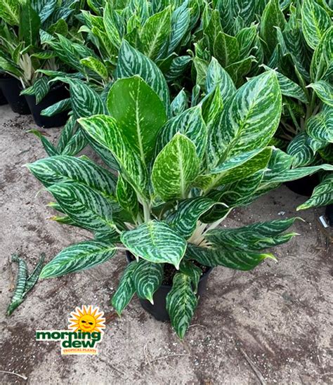 We did not find results for: Plants - Morning Dew Tropical Plants