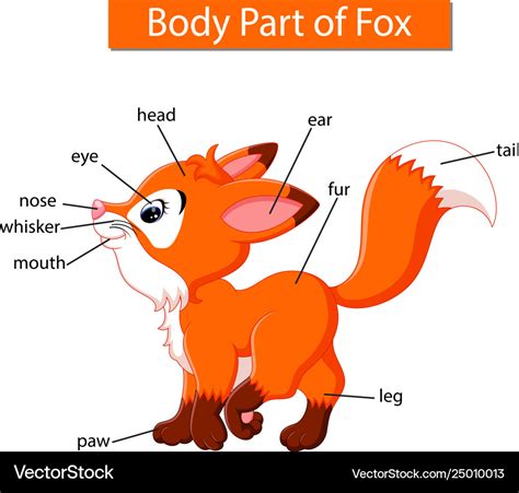 Diagram Showing Body Part Fox Royalty Free Vector Image
