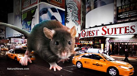 Overrun By Giant Rats Nyc To Try City Wide Rat Vaccination Campaign To