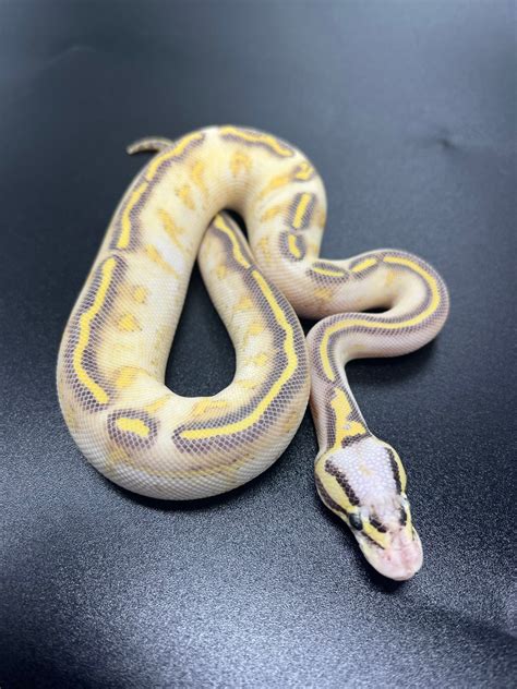 Pastel Highway Ball Python By Slither Reptiles Morphmarket