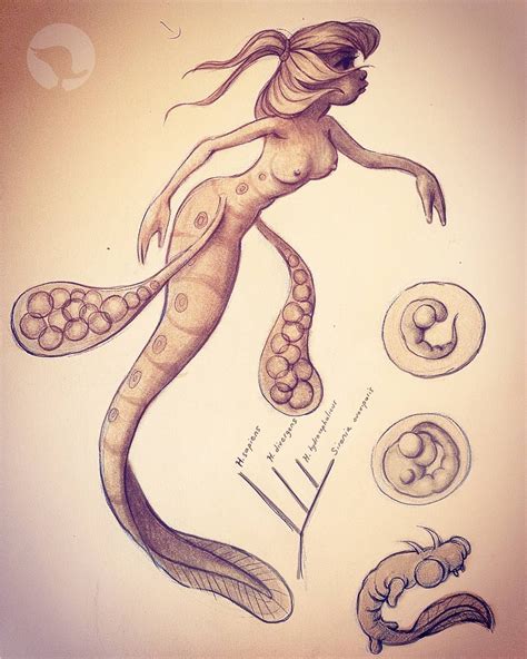 Mermay Day 25 Sirenia Ovoviparus Life Stages The Ones On The Right