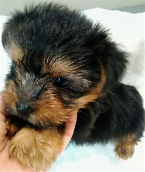 Browse the largest, most trusted source of morkie puppies for sale. Morkie Puppies For Sale | Fischer, TX #279620 | Petzlover