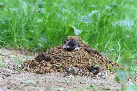 How To Stop Animals From Digging In Your Yard Lawn Care Blog Lawn Love