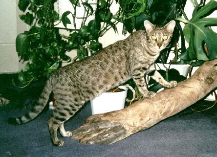 Bengal cats for sale had taken on a new see bengal cat rescue. Enchanted Tails Bengal Cats - F2 Queen, Junglebook Art ...