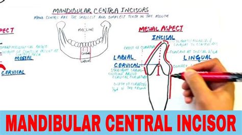 Anatomy Of Mandibular Central Incisor Tooth Morphology Youtube