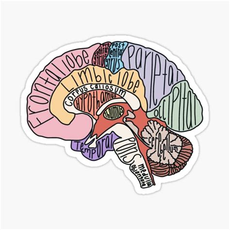 Labeled Brain Anatomy Sticker For Sale By Katherinewinner Redbubble