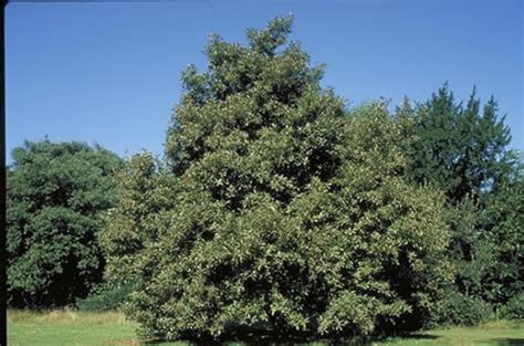 Tanbark Oak Tree Selection Landscape Plants Edward F Gilman Uf